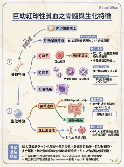 醫檢師 - 貧血診斷與營養缺乏性貧血 - AI 圖文解析預覽