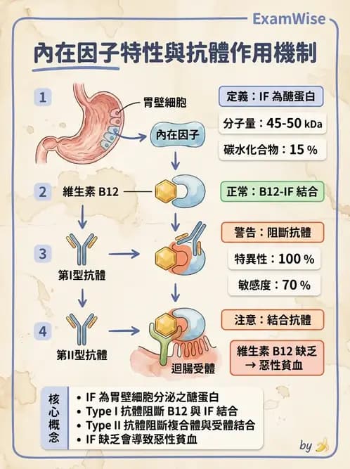 醫檢師 - 貧血診斷與營養缺乏性貧血 - AI 圖文解析預覽