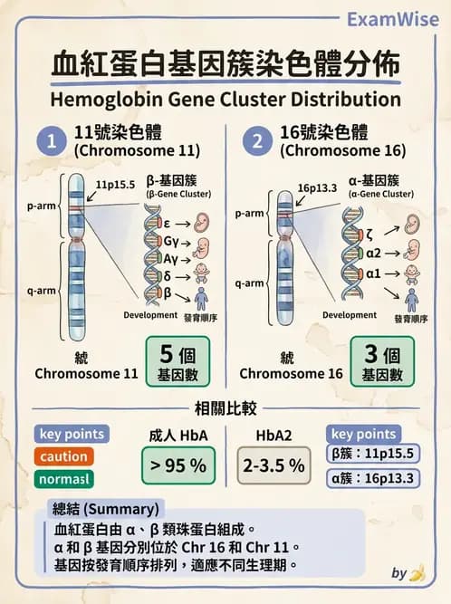 醫檢師 - 紅血球生理與形態 - AI 圖文解析預覽
