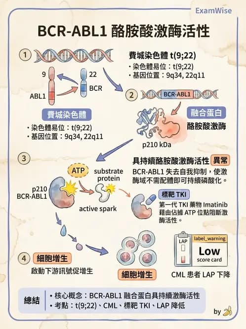 醫檢師 - 慢性血液腫瘤與骨髓增生疾患 - AI 圖文解析預覽