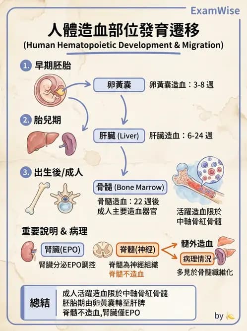 醫檢師 - 紅血球生理與形態 - AI 圖文解析預覽