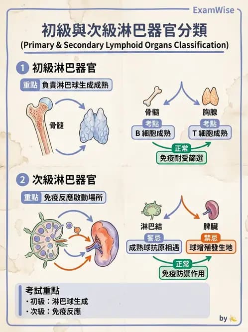 醫檢師 - 白血球生理與形態 - AI 圖文解析預覽
