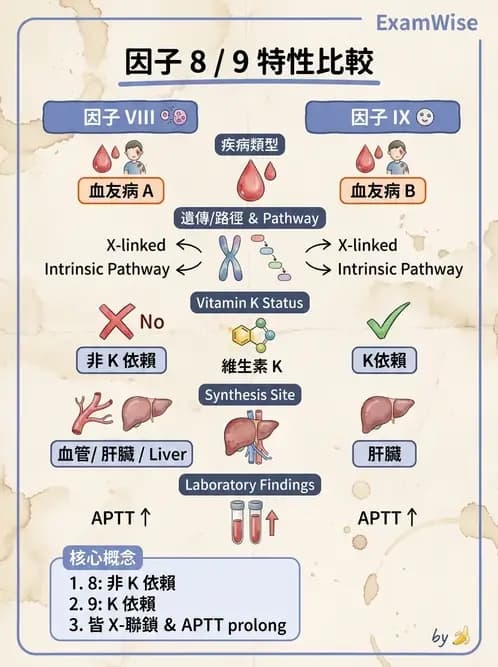 醫檢師 - 凝血因子與凝血檢驗 - AI 圖文解析預覽