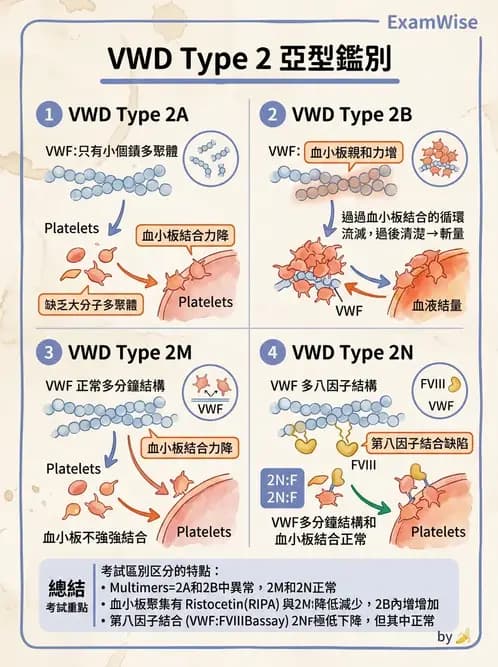 醫檢師 - 出血性疾病與檢驗 - AI 圖文解析預覽