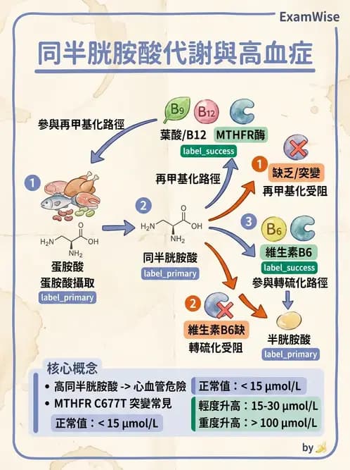 醫檢師 - 血栓性疾病與抗凝治療監測 - AI 圖文解析預覽