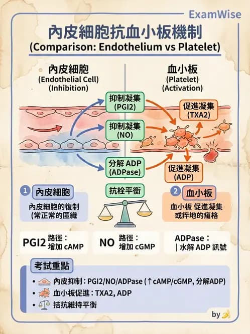 醫檢師 - 血小板與止血生理 - AI 圖文解析預覽