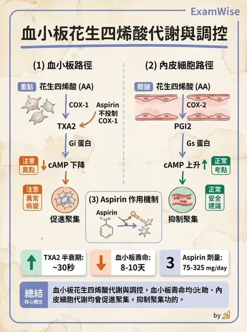 醫檢師 - 血小板與止血生理 - AI 圖文解析預覽