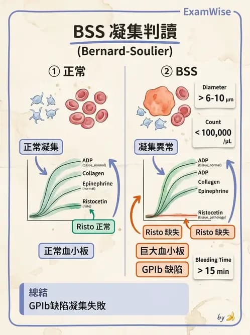 醫檢師 - 血小板與止血生理 - AI 圖文解析預覽