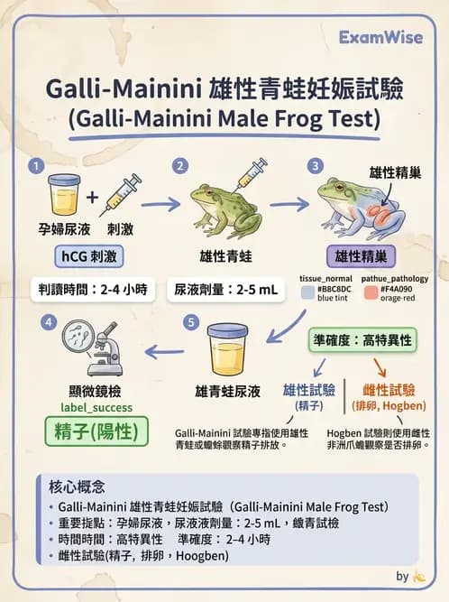 醫檢師 - 懷孕試驗 - AI 圖文解析預覽