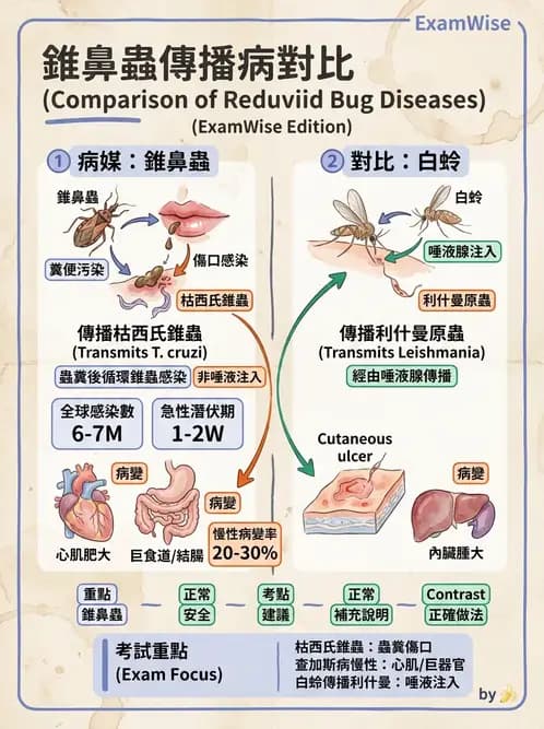 醫檢師 - 寄生蟲檢查-原蟲類 - AI 圖文解析預覽