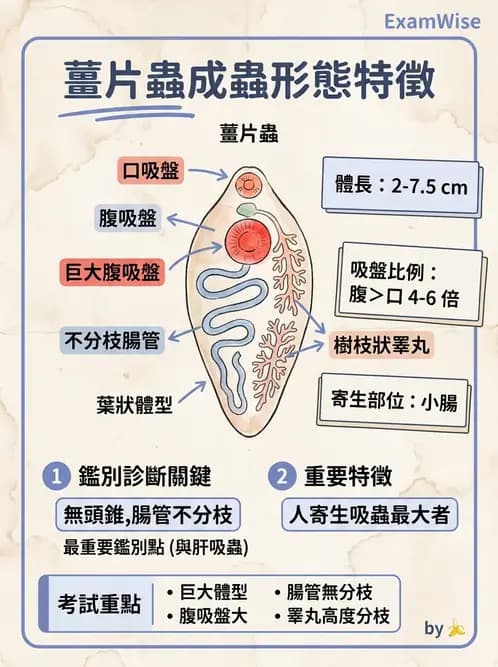 醫檢師 - 寄生蟲檢查-蠕蟲類 - AI 圖文解析預覽