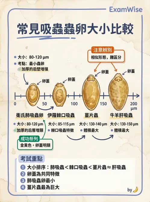 醫檢師 - 寄生蟲檢查-蠕蟲類 - AI 圖文解析預覽