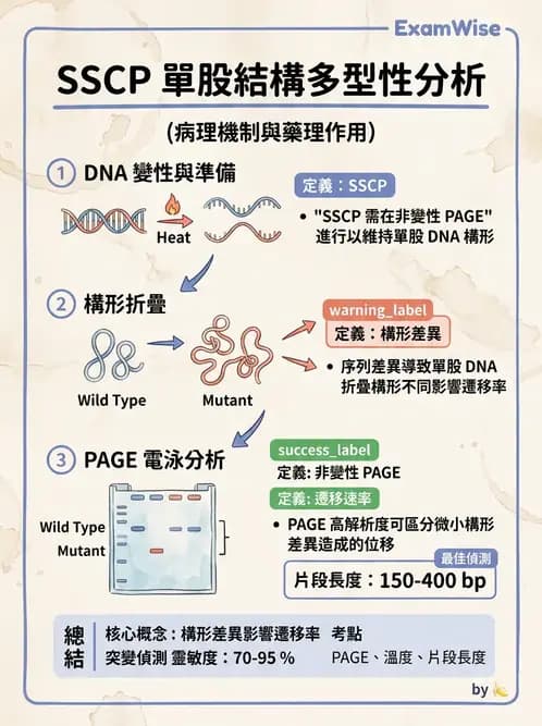 醫檢師 - 定序電泳與表觀分析 - AI 圖文解析預覽