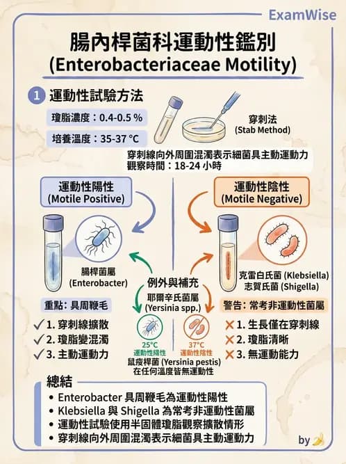醫檢師 - 腸內菌鑑別方法與培養基 - AI 圖文解析預覽
