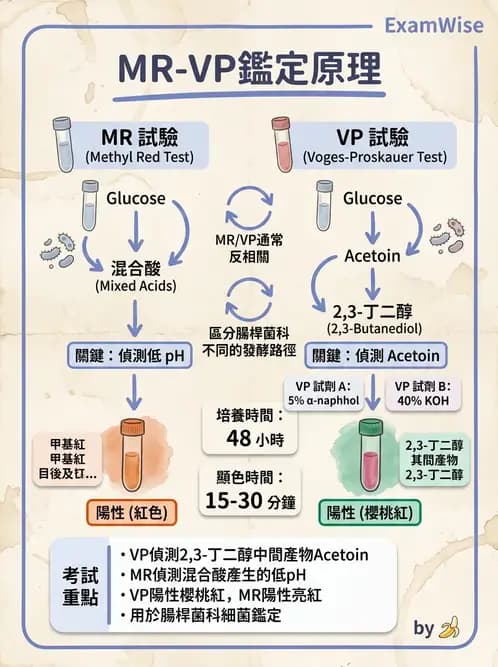 醫檢師 - 腸內菌鑑別方法與培養基 - AI 圖文解析預覽