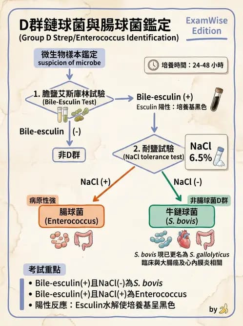 醫檢師 - 鏈球菌與其他革蘭氏陽性桿菌 - AI 圖文解析預覽