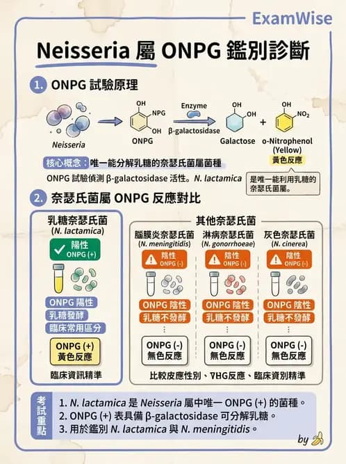 醫檢師 - 奈瑟菌與挑剔性革蘭氏陰性菌 - AI 圖文解析預覽