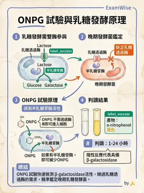 醫檢師 - 腸內菌鑑別方法與培養基 - AI 圖文解析預覽