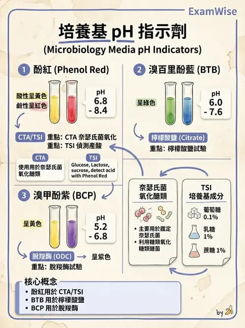 醫檢師 - 腸內菌鑑別方法與培養基 - AI 圖文解析預覽