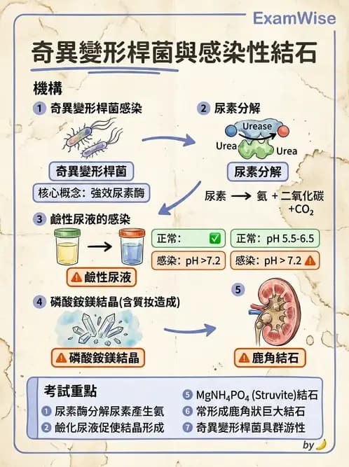 醫檢師 - 其他腸內菌科 - AI 圖文解析預覽