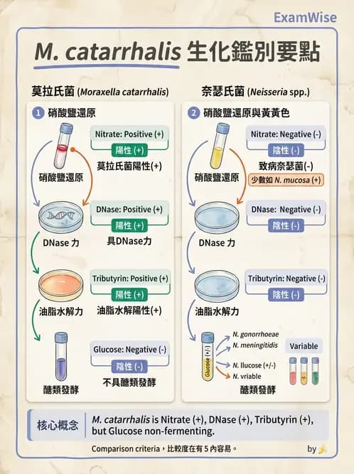 醫檢師 - 奈瑟菌與挑剔性革蘭氏陰性菌 - AI 圖文解析預覽