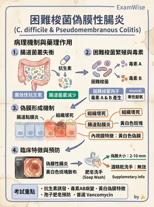 醫檢師 - 厭氧菌 - AI 圖文解析預覽
