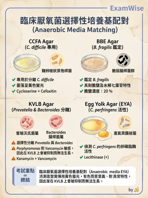 醫檢師 - 厭氧菌 - AI 圖文解析預覽