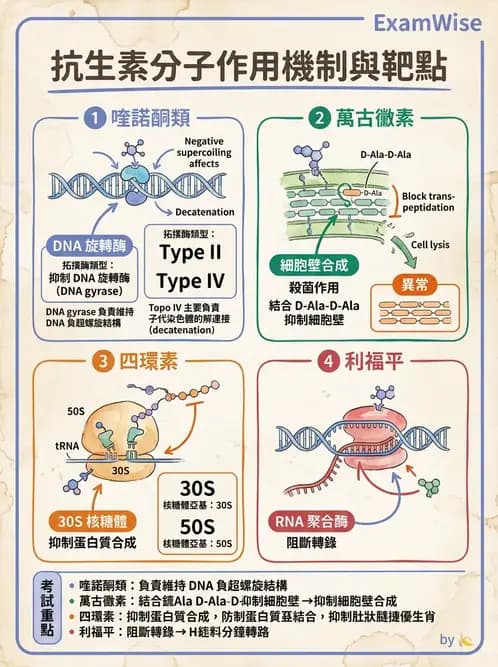 醫檢師 - 抗微生物製劑 - AI 圖文解析預覽