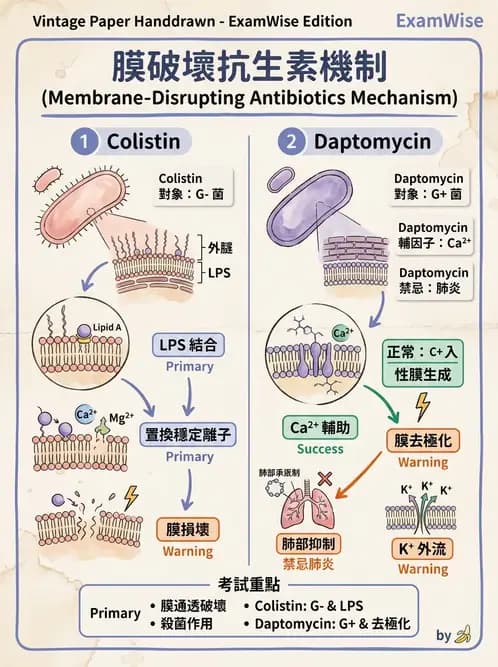 醫檢師 - 抗微生物製劑 - AI 圖文解析預覽