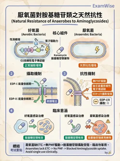 醫檢師 - 厭氧菌 - AI 圖文解析預覽