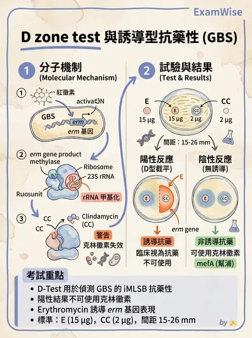 醫檢師 - 藥敏試驗方法 - AI 圖文解析預覽
