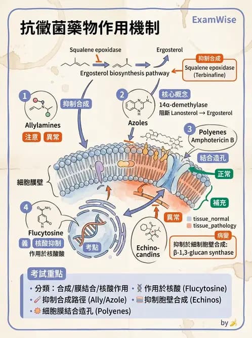 醫檢師 - 真菌診斷與治療 - AI 圖文解析預覽