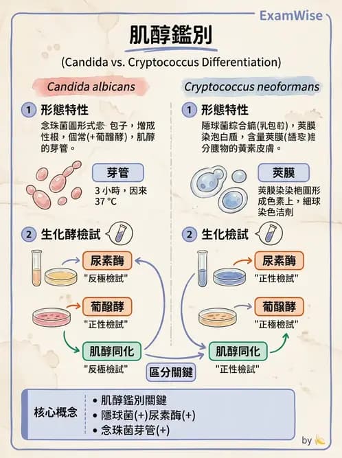 醫檢師 - 系統性與機會性真菌感染 - AI 圖文解析預覽