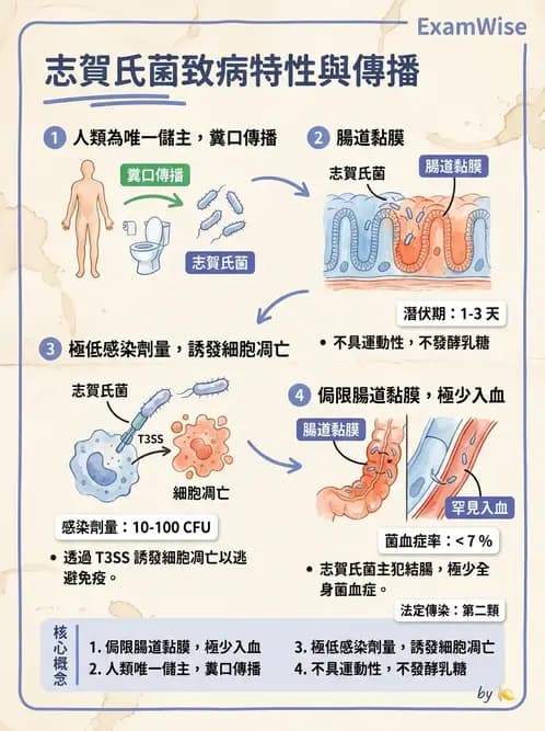 醫檢師 - 主要腸道致病菌 - AI 圖文解析預覽