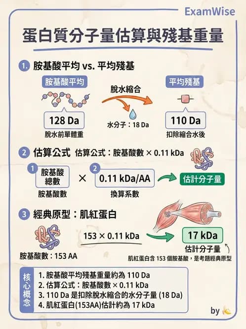 醫檢師 - 血清蛋白與蛋白質檢測 - AI 圖文解析預覽