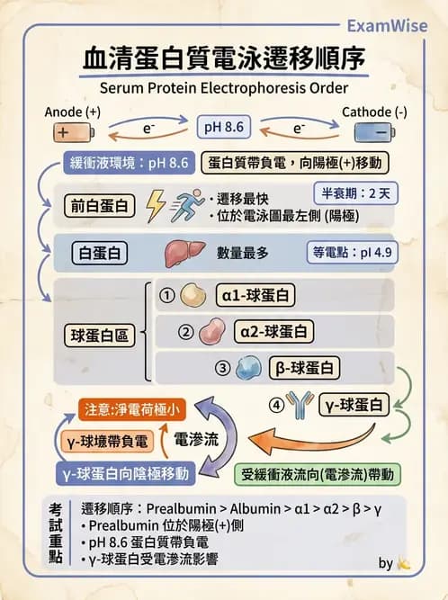 醫檢師 - 血清蛋白與蛋白質檢測 - AI 圖文解析預覽