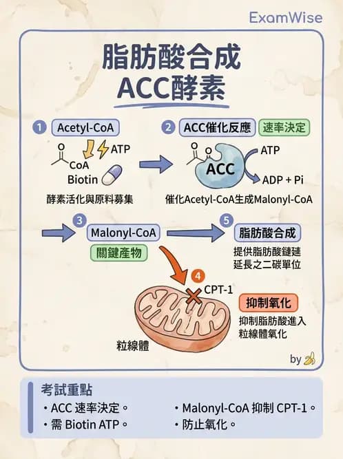 醫檢師 - 脂質代謝與酮體 - AI 圖文解析預覽