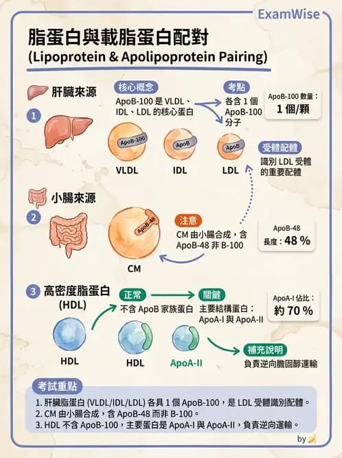 醫檢師 - 脂蛋白分類與臨床應用 - AI 圖文解析預覽