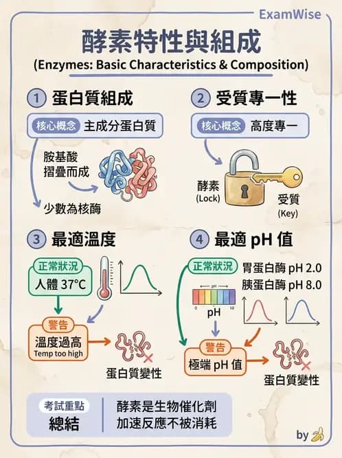 醫檢師 - 臨床酵素學基礎 - AI 圖文解析預覽