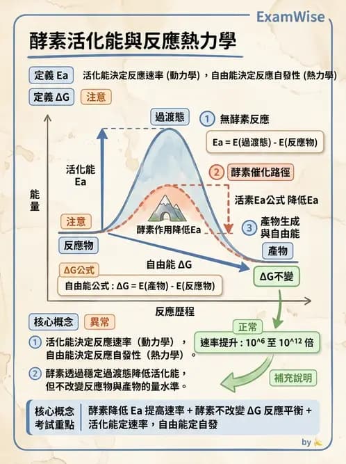 醫檢師 - 臨床酵素學基礎 - AI 圖文解析預覽