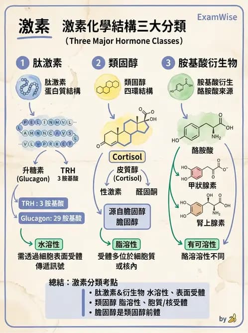 醫檢師 - 腎上腺與生殖內分泌 - AI 圖文解析預覽
