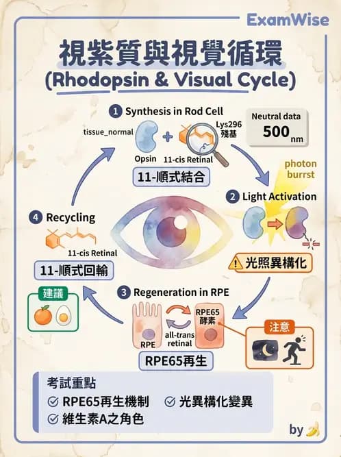 醫檢師 - 維生素 - AI 圖文解析預覽