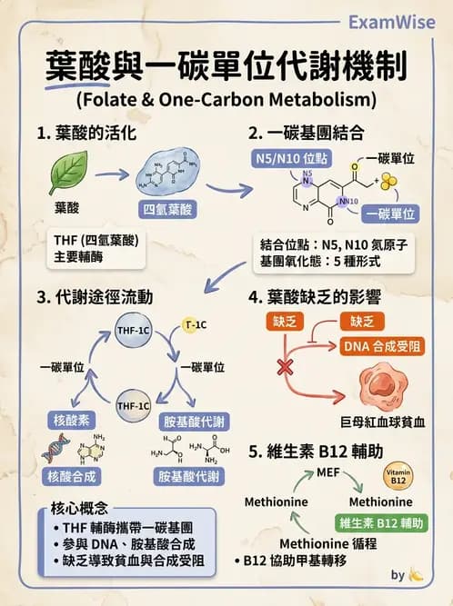 醫檢師 - 維生素 - AI 圖文解析預覽