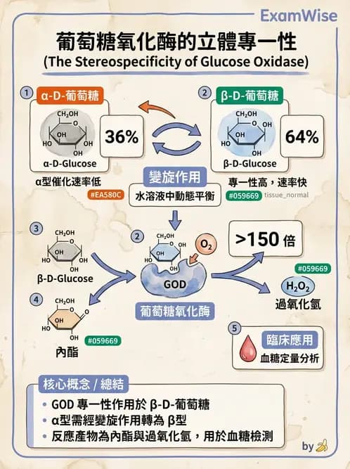醫檢師 - 醣類代謝與糖尿病 - AI 圖文解析預覽