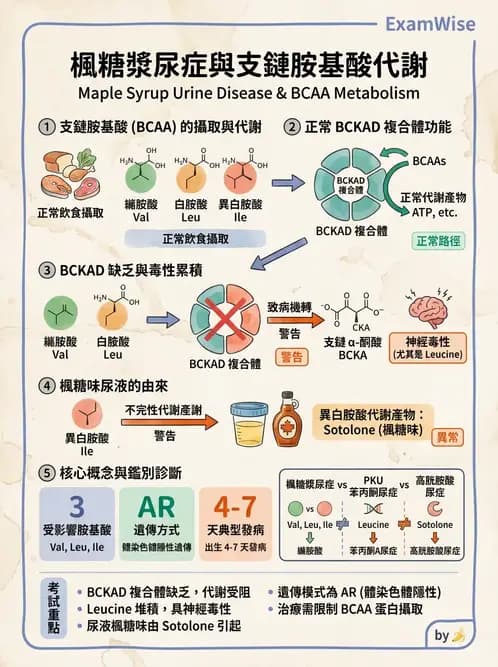 醫檢師 - 胺基酸代謝與先天性疾病 - AI 圖文解析預覽