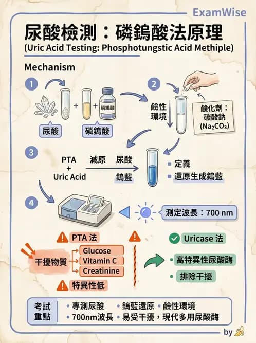醫檢師 - 腎臟機能與代謝評估 - AI 圖文解析預覽