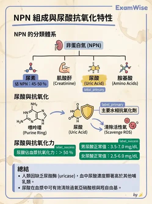 醫檢師 - 腎臟機能與代謝評估 - AI 圖文解析預覽