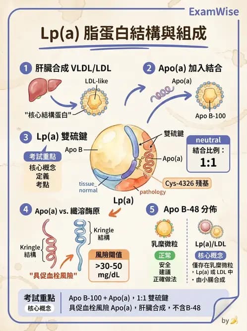 醫檢師 - 脂蛋白分類與臨床應用 - AI 圖文解析預覽