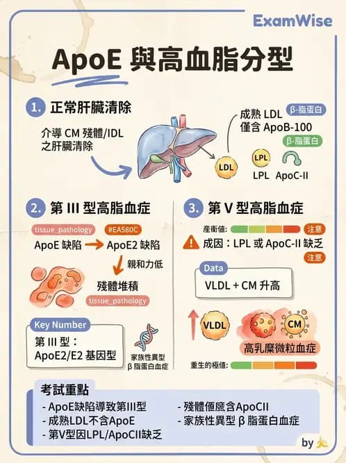 醫檢師 - 脂蛋白分類與臨床應用 - AI 圖文解析預覽