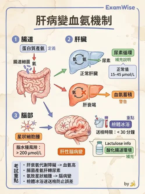醫檢師 - 肝臟機能與胰臟酵素 - AI 圖文解析預覽